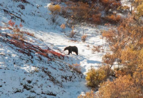 Avistamos nosso primeiro urso no Denali National Park, no Alaska